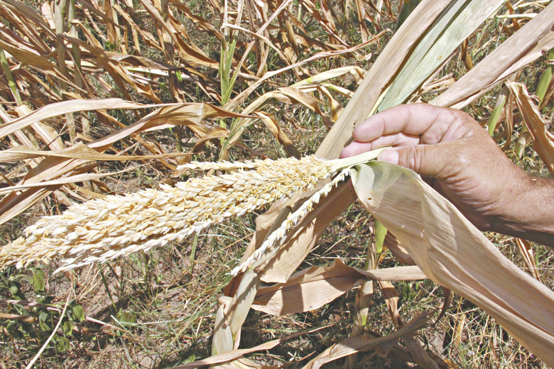 05 de Maio de 2017 - Perda plantio de milho na localidade de Juazeirinho em Iguatu; espiga n„o se desenvolveu por falta de chuva.  - REGIONAL - 16re0801  -  HONORIO BARBOSA